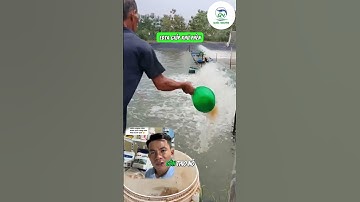 Bí quyết dùng EDTA và Thio đúng kỹ thuật giúp ao trong, tôm khỏe, pH ổn định!