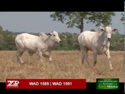 LOTE 61 - WAD 1589 | WAD 1591