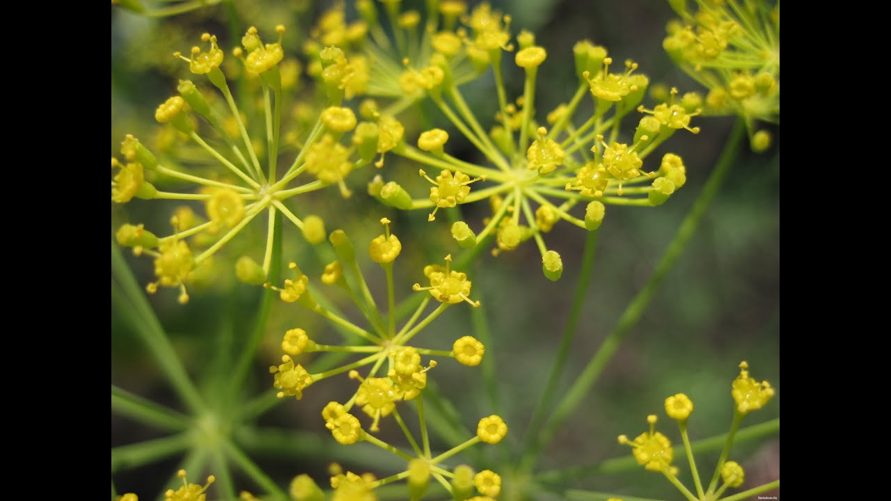 «Ватник», «укроп», «майдаун». Кто и как разжигает ненависть в языке