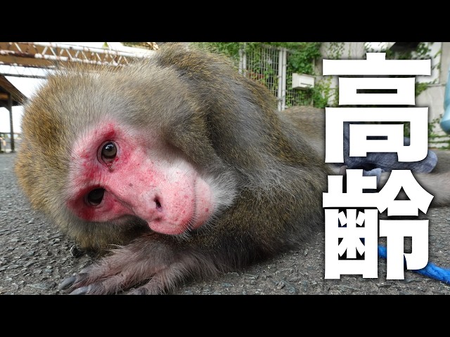お猿さんが高齢になって、猛暑での散歩で緊急事態になりました…