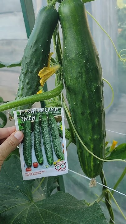 Китайские огурцы#cucumbers - YouTube