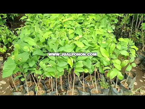 Berkebun Lebih Mudah dengan Bibit Srikaya Jumbo Unggul!