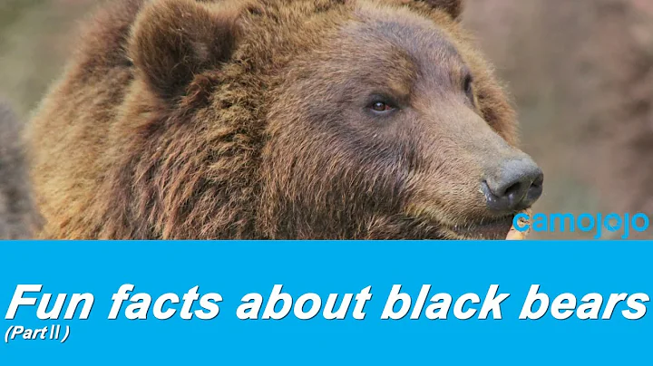 【Camojojo】Fun facts about black bears (PartⅡ)