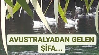 Okaliptüs Ağacı Ve Okaliptus Yaprağının Faydaları Kullanımı
