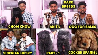 DOG FOR SALES\ SHIVA PETS\ chow chow\Akita\cocker spaniel\ puppies for sales\SE VLOGS #sesquad