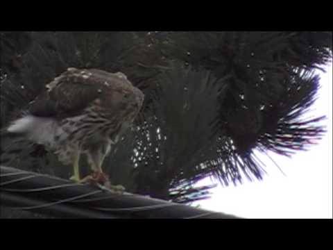 Peregrine Falcon Or Coopers Hawk In San Leandro Youtube