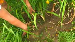 Download Lagu How to Maintain Daylilies MP3 Download Lagu How to Maintain Daylilies MP3