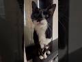 モフると鳴き止む猫カズ君#すみやかに#サービス