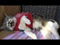 リキちゃんの逆鱗に触れてしまいました・・激おこ猫ちょいゴジラ化☆猫とおでかけ・喫茶店へ☆怒る猫・威嚇する猫・猫パンチ【リキちゃんねる　猫動画】Cat video　キジトラ猫との暮らし