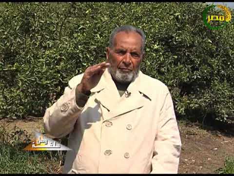 حلقة وصل شاهد اهم الملاحظات لتسميد محصول الموالح م عبد المجيد وم حمدى منصور