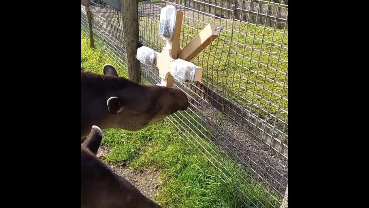Spinning enrichment feeder for hoofstock tutorial YouTube