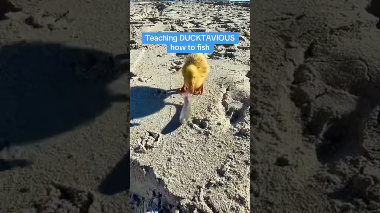 Cet Homme A Eu Une Ide Pour Avertir Le Chauffeur Shorts Shortvideo Youtubeshorts - YouTube Auto PHP Script