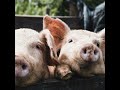 The environmental sustainability of pig production