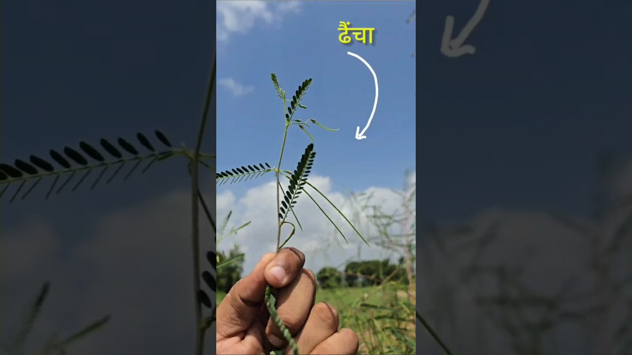 Magical Benefits of Daincha | Part 2 | Green Manure Crop#organicfarming #dhencha #agriculture