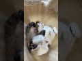 寝相がおもしろいキジシロ子猫 #子ネコ #子猫の成長動画 #野良猫から家猫へ