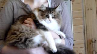 Реакция кота на птиц Реакция кота на птиц