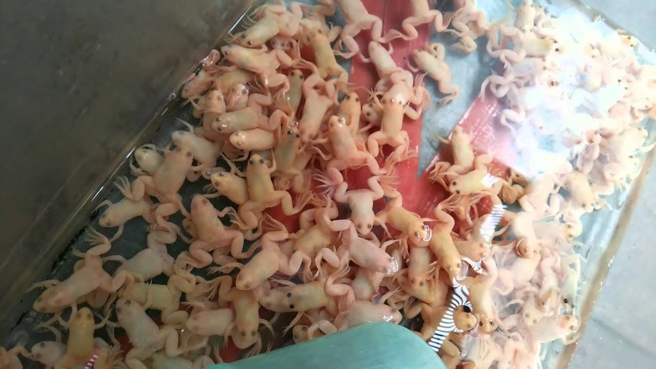 香港金魚街にて見つけた金蛙 Youtube