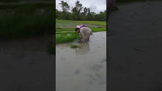 Download Lagu Sika raef..paspasan.   #shortviral MP3