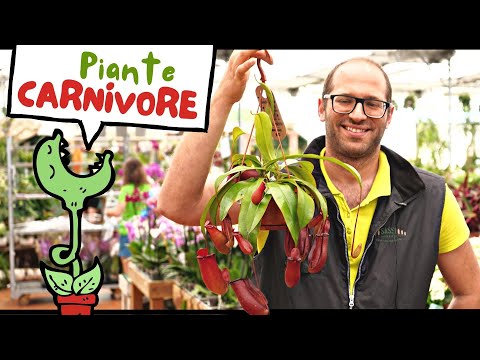 Video: Pitcher Plant Parassiti - Come sbarazzarsi di insetti sulle piante carnivore