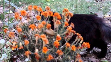 Test - Pentax KS-2 (Video)