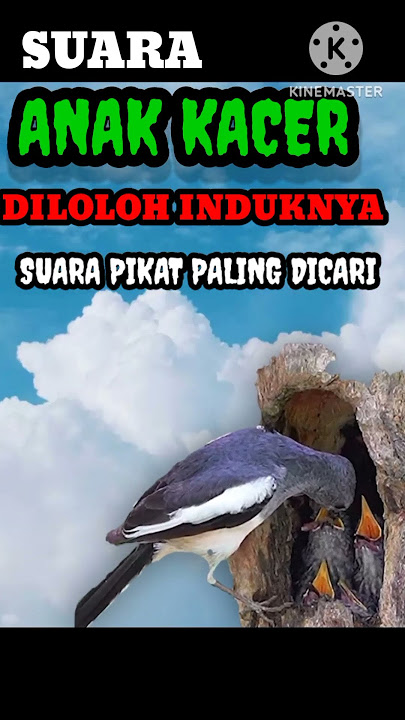 #SHORTS suara anak Kacer sedang diloloh induknya, suara pikat paling dicari #kacer#berandayoutube