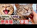 【感動】シャーシャー威嚇猫が 心を開いていくまでの4ヶ月の記録