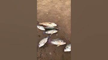 Câu cá khủng hồ gia ui