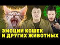 Эмоции кошек и других животных.