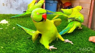 Parrot Talking Natural Sound Videos Compilation | Bolne Wala Mithu Tota | Hand Tame Parrot 