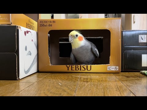 Secret Base XII - Beer and Wine Box Base -