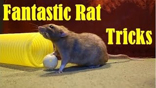 Fantastic Tricks with the Rat Gang