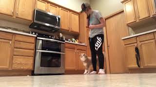 3.5 Month English Shepherd puppy doing tricks English Shepherd Herding Training