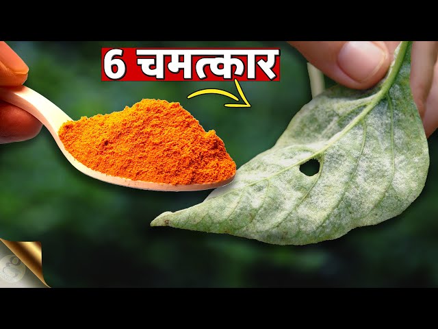 हल्दी के 6 अद्भुत चमत्कार - पौधों और बगीचों के लिए | 6 MIRACLES OF TURMERIC FOR GARDEN