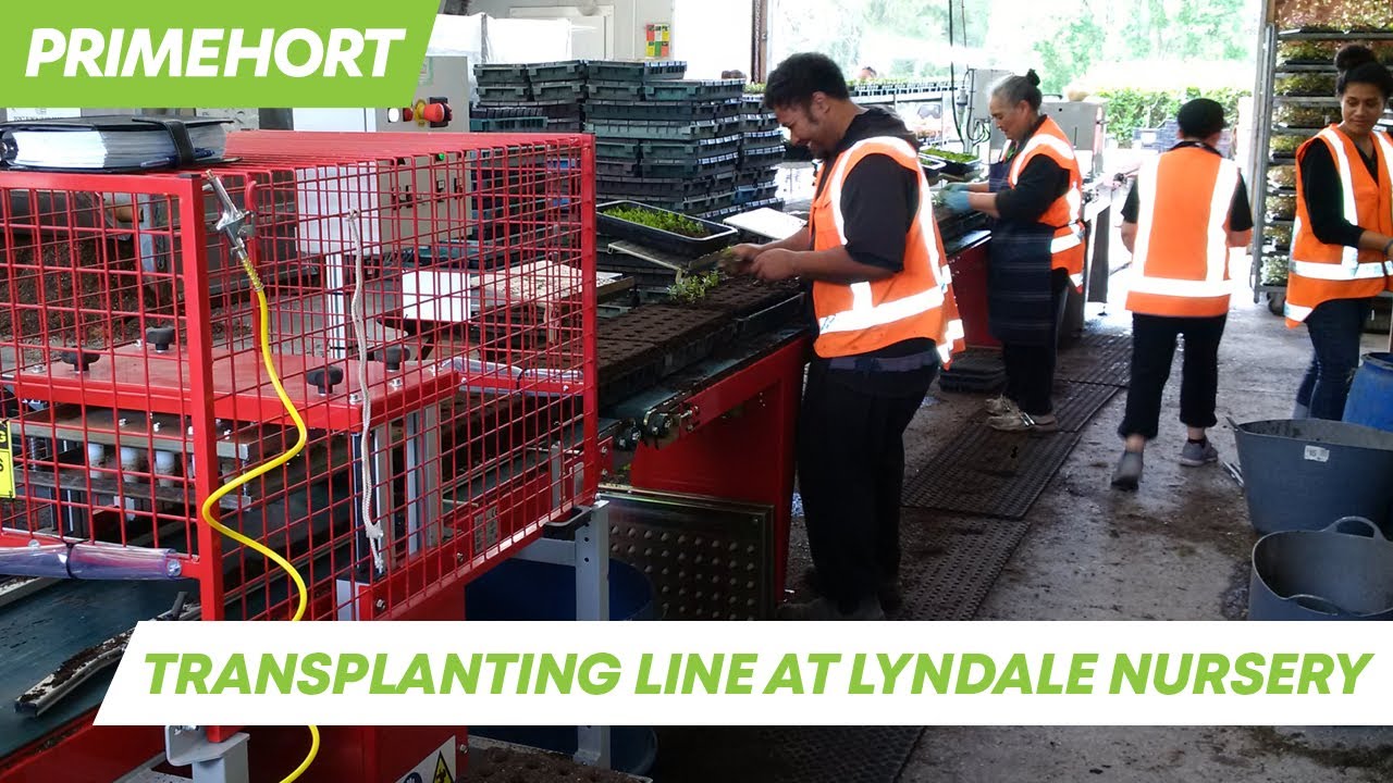 Transplanting Line in Action at Lyndale Nursery