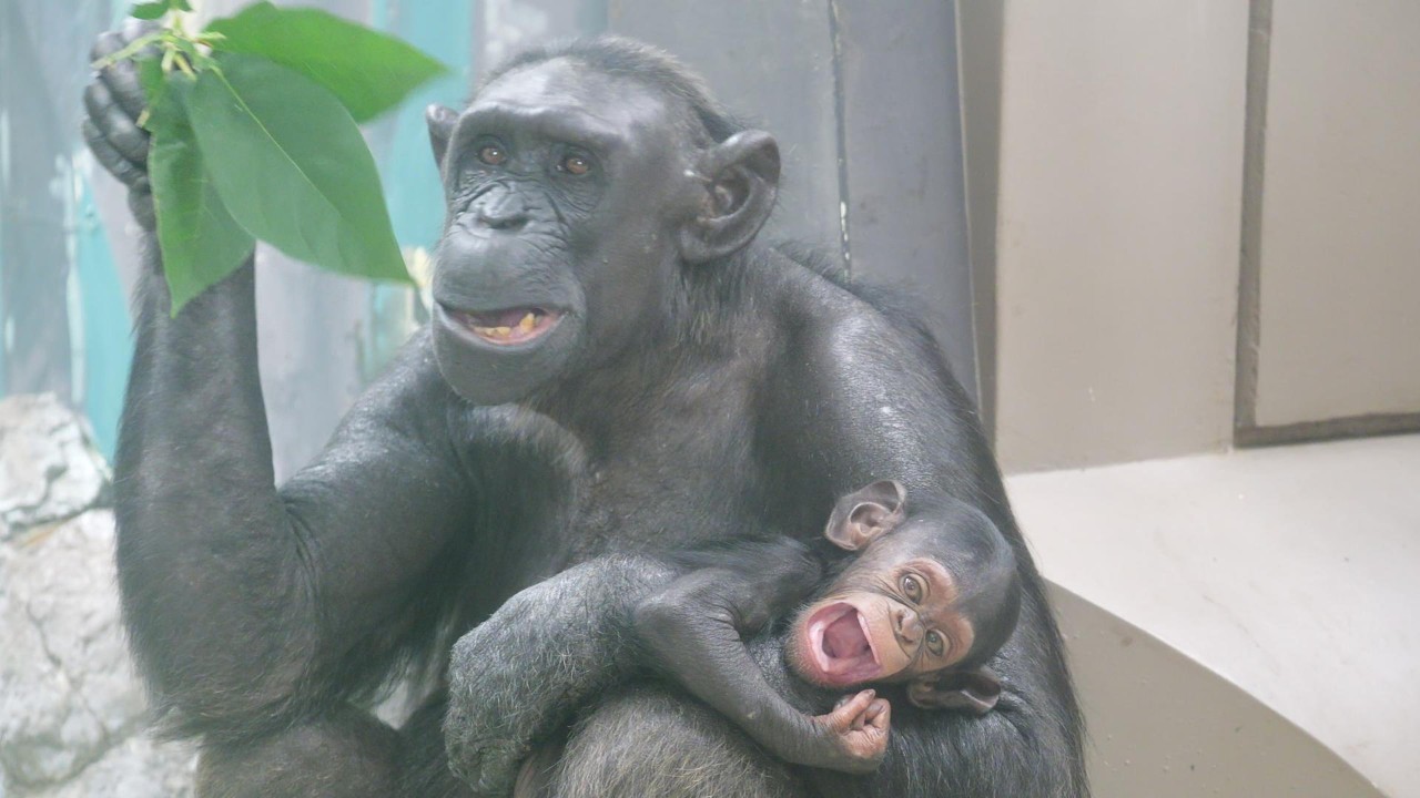 Nanami？？—seen here letting out a big yawn—and Minami have turned