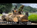 【枯れた銀杏の大木】25トンラフター吊り切り　特殊伐採