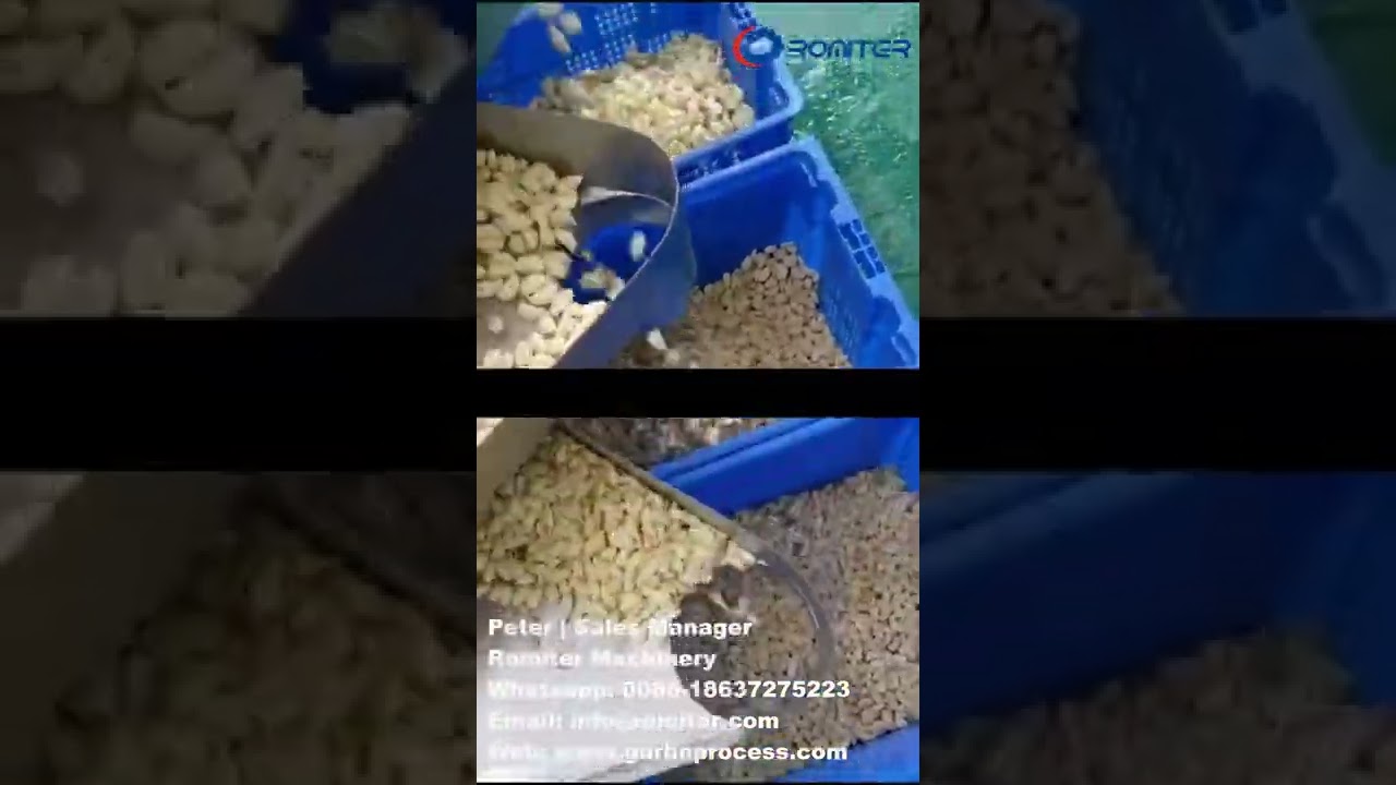 Peeled Garlic Clove Size Sorting Grading Machine