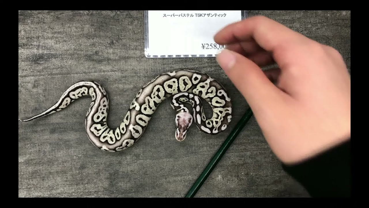 アザン便ご紹介ライブ｜ボールパイソン専門店DEu Reptiles - YouTube