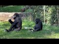 Burgers zoo gorilla troop live together in harmony