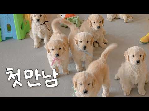 귀여움에 참을 수가 없었습니다....... (골든리트리버 우디)