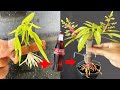 SUPER SPECIAL TECHNIQUE for breeding MANGO, combining coca~cola and aloe vera, super sprouts and roo