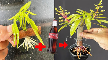 SUPER SPECIAL TECHNIQUE for breeding MANGO, combining coca~cola and aloe vera, super sprouts and roo