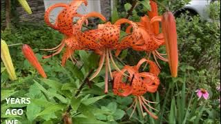 TIGER LILIES - LILIUM LANCIFOLIUM