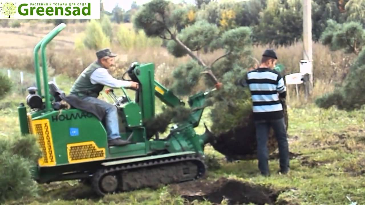 Пересадка бонсаев - видео-обзор от Greensad