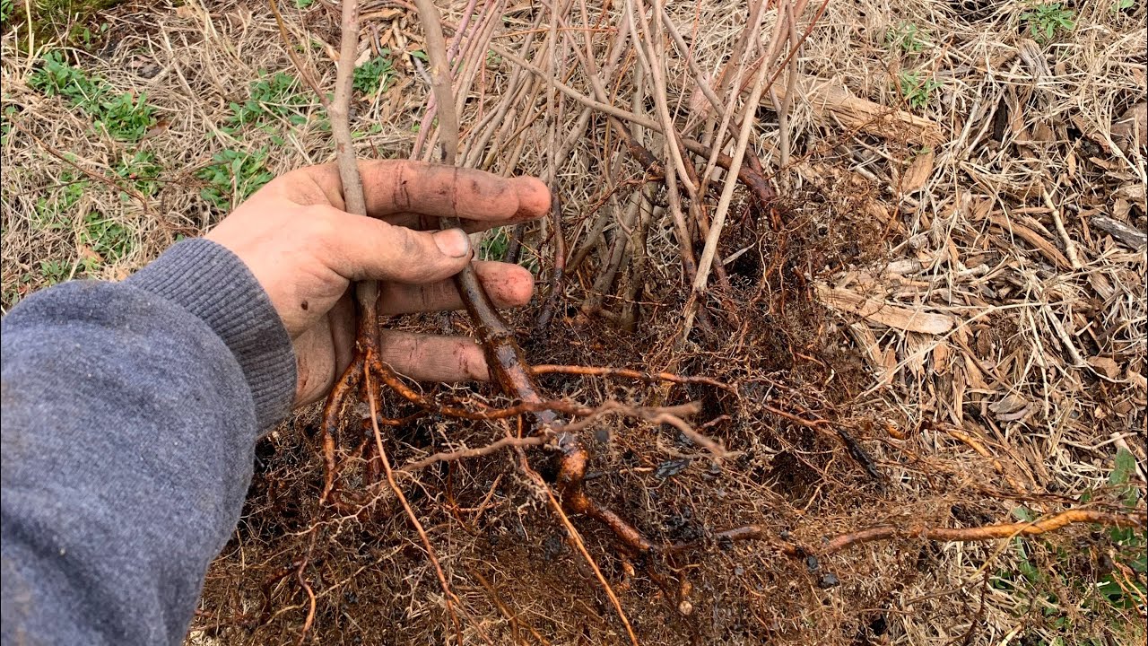 Heeling in bare root trees - late Feb 2024 - YouTube