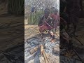 dudu gets wild harvest from hunting, makes fire and cooks for the tribe