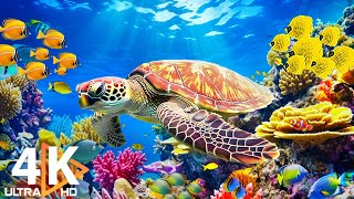Ocean 4K  Beautiful Coral Reef Fish in Aquarium, Sea Animals for Relaxation (4K Video Ultra HD) #15