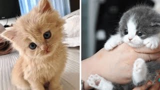 Having a bad day? These adorable kittens will make you smile | Part 36 by Cute Kittens 6,707 views 1 year ago 10 minutes, 22 seconds
