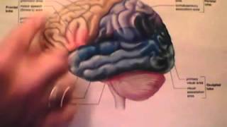 Potocki-Lupski Syndrome Ptls And The Brain2