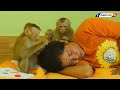 That Is Precious!! Cuties Monkey Kako & Luna And Olly Focus To Comfort And Grooming Mom